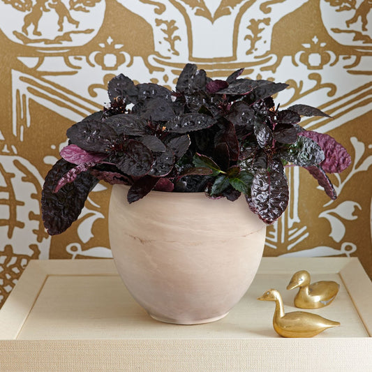  Purple Waffle 'Exotica' In Cream Ceramic Cachepot