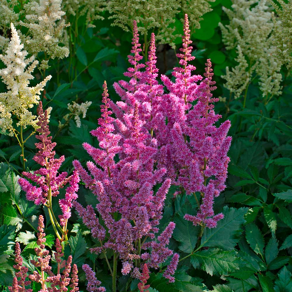  Astilbe Chinensis 'Visions'