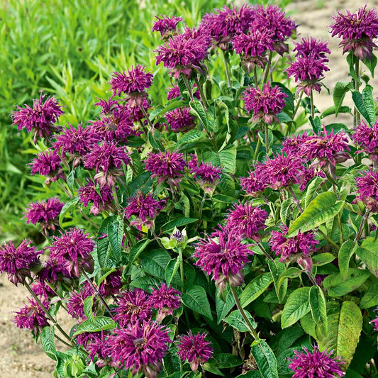  Monarda Didyma 'Purple Rooster'