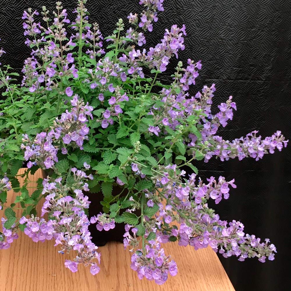  Nepeta X Faassenii SylvesterBlue™