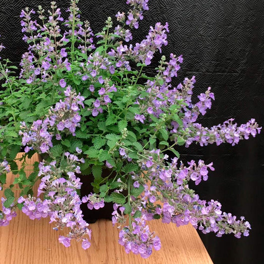  Nepeta X Faassenii SylvesterBlue™