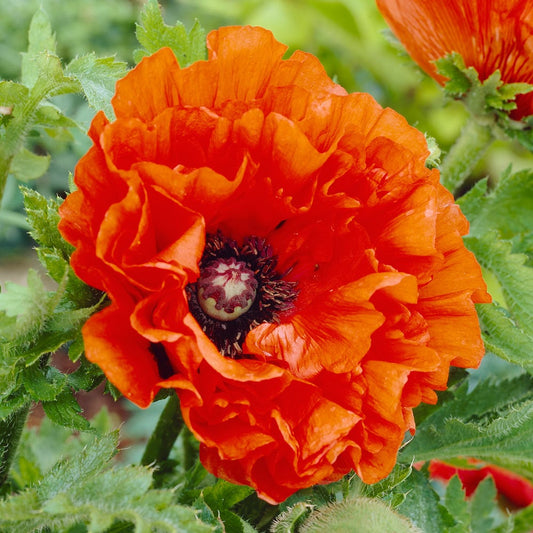  Papaver Orientale 'Eye Catcher'