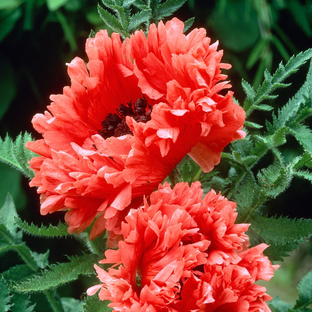  Papaver Orientale 'Garden Glory'