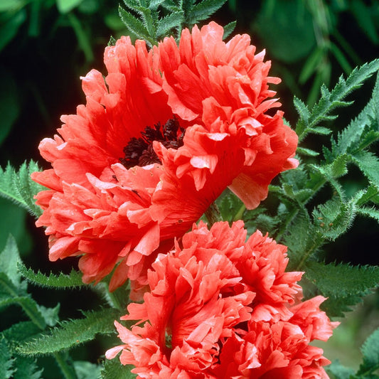  Papaver Orientale 'Garden Glory'