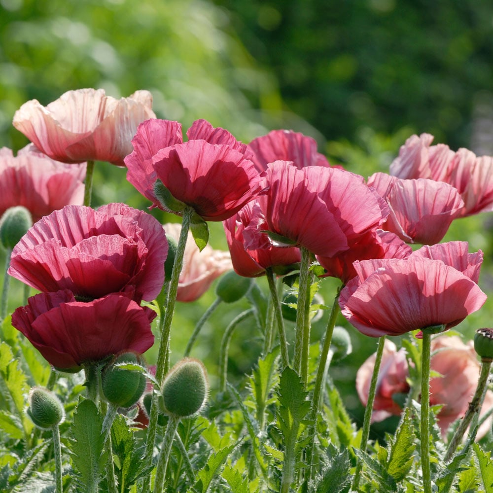  Papaver Orientale 'Marlene'