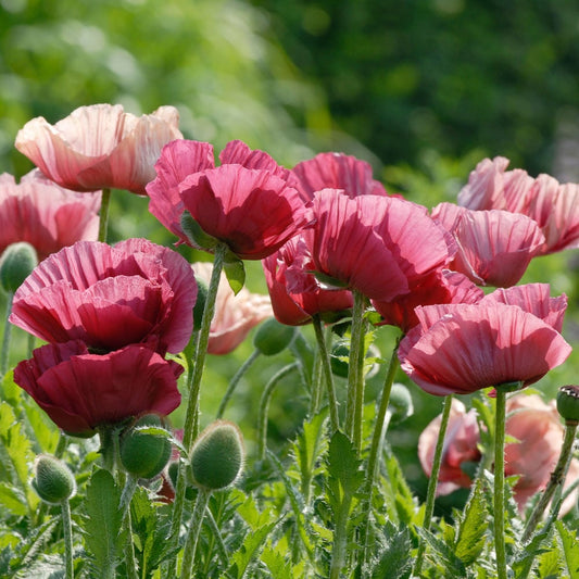  Papaver Orientale 'Marlene'