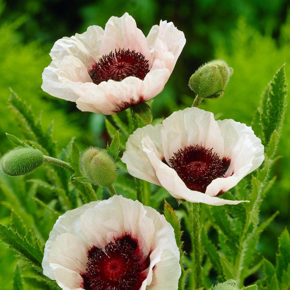  Papaver Orientale 'Perry's White'