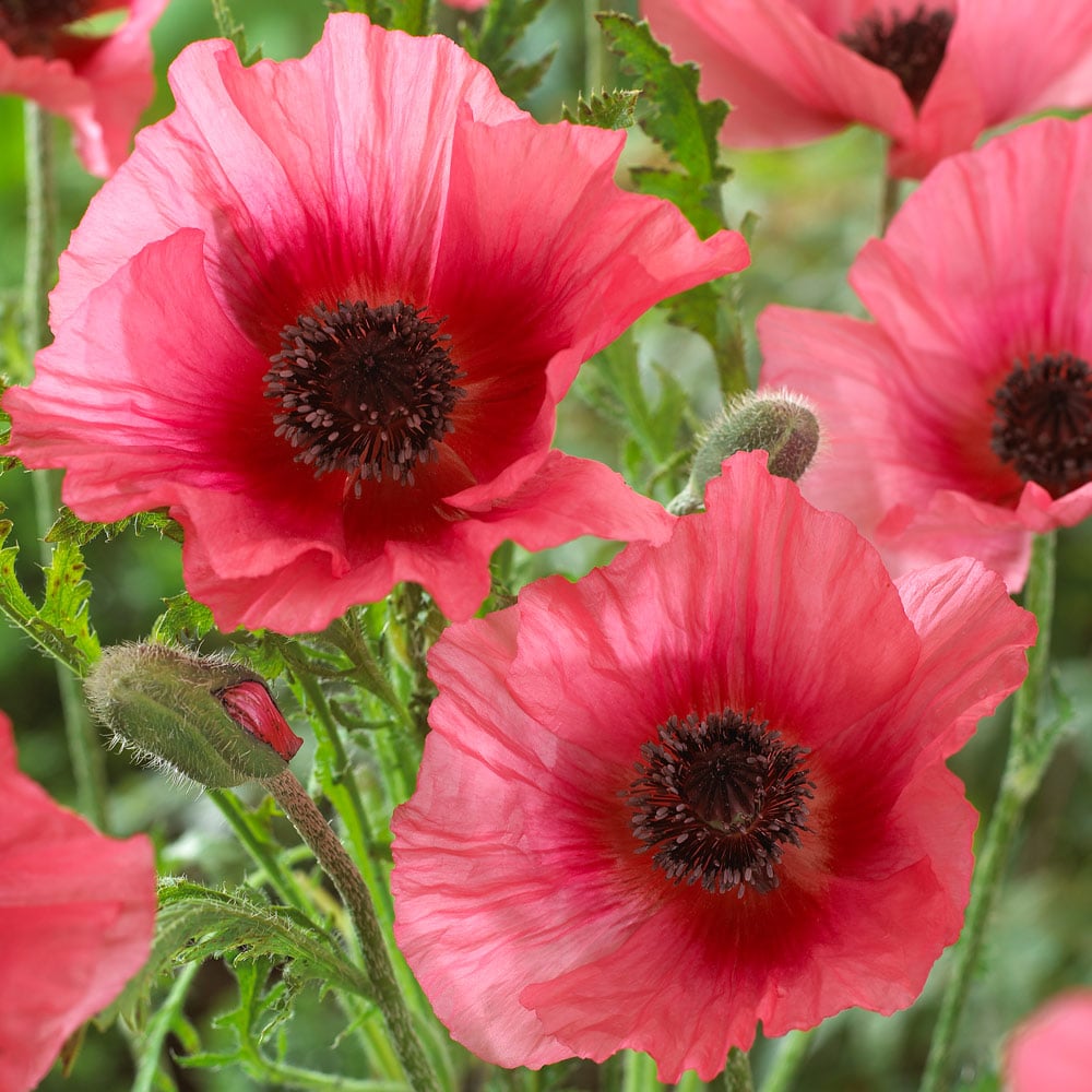  Papaver Orientale 'Burning Heart'