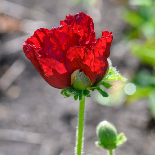  Papaver Orientale