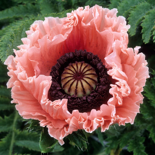  Papaver Orientale 'Petticoat'