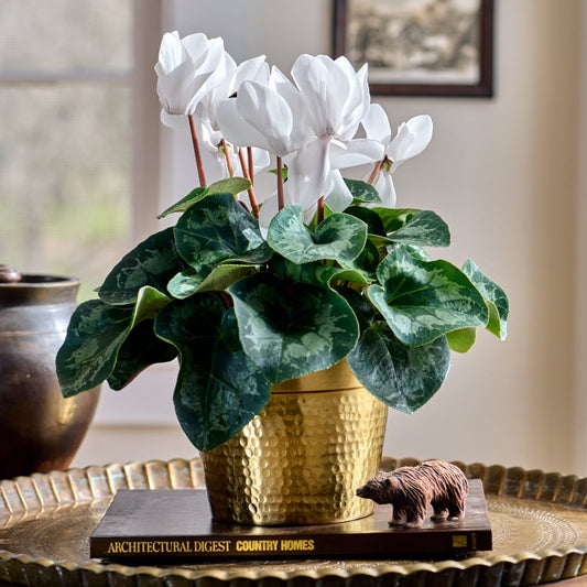  Cyclamen Halios® Pure White In Gold-toned Ceramic Cachepot