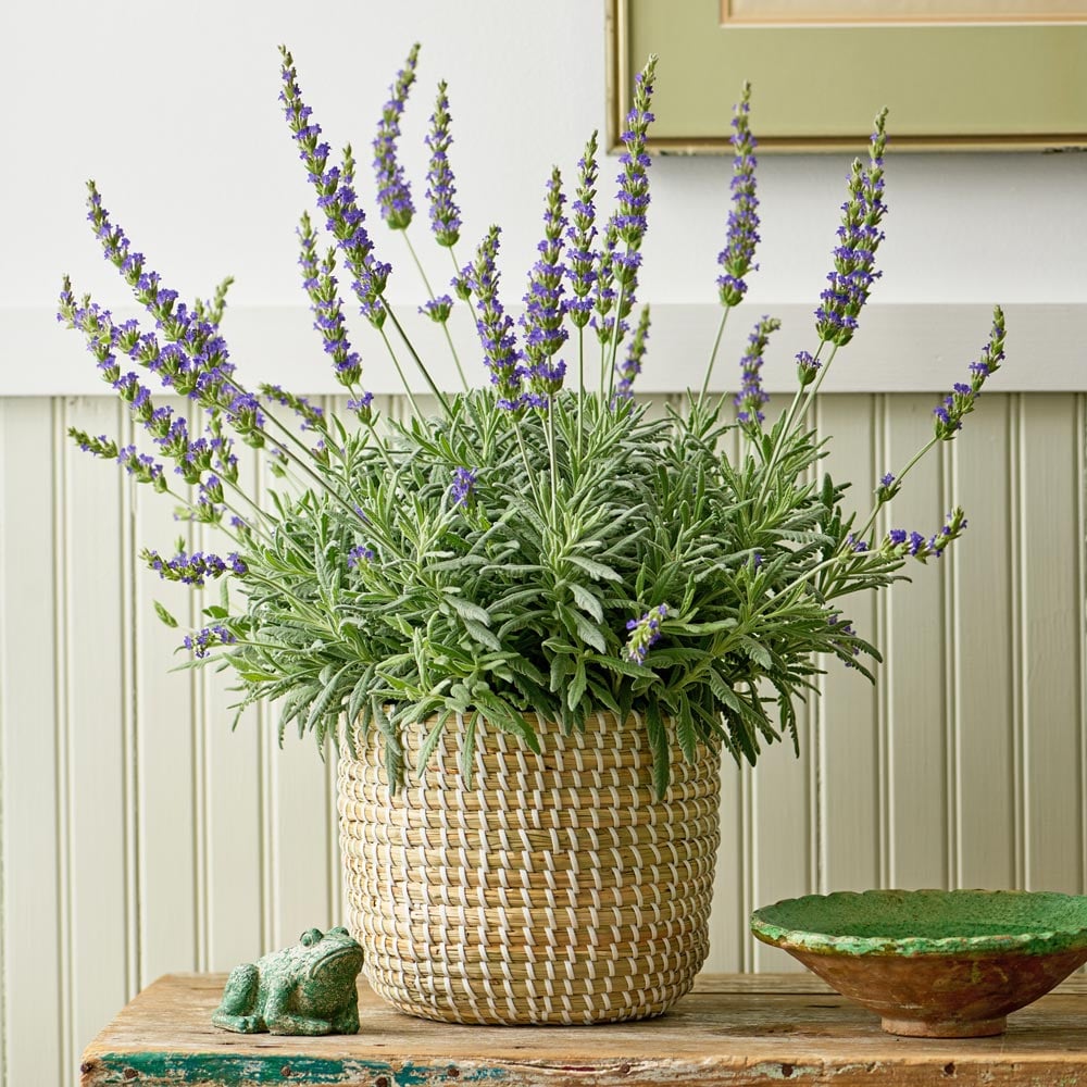  Lavender 'Goodwin Creek Grey' In Seagrass Basket