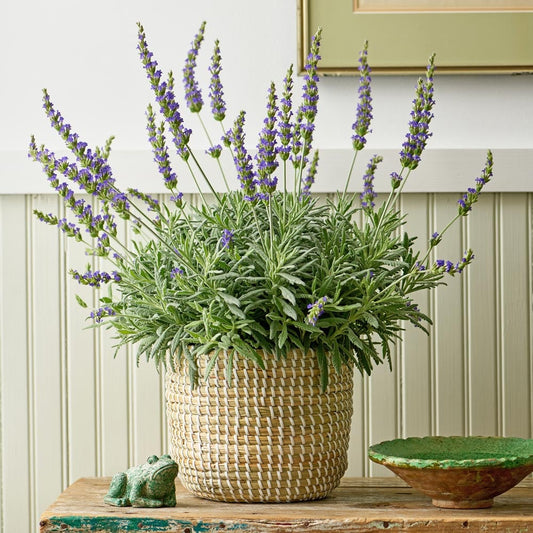  Lavender 'Goodwin Creek Grey' In Seagrass Basket