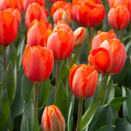  White Flower Farm Orange Perennial Tulip