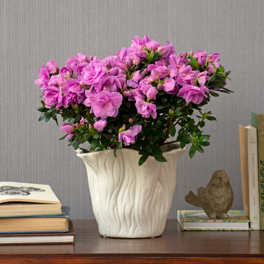  Lavender-Pink Azalea In Flared Tree Ceramic Cachepot 