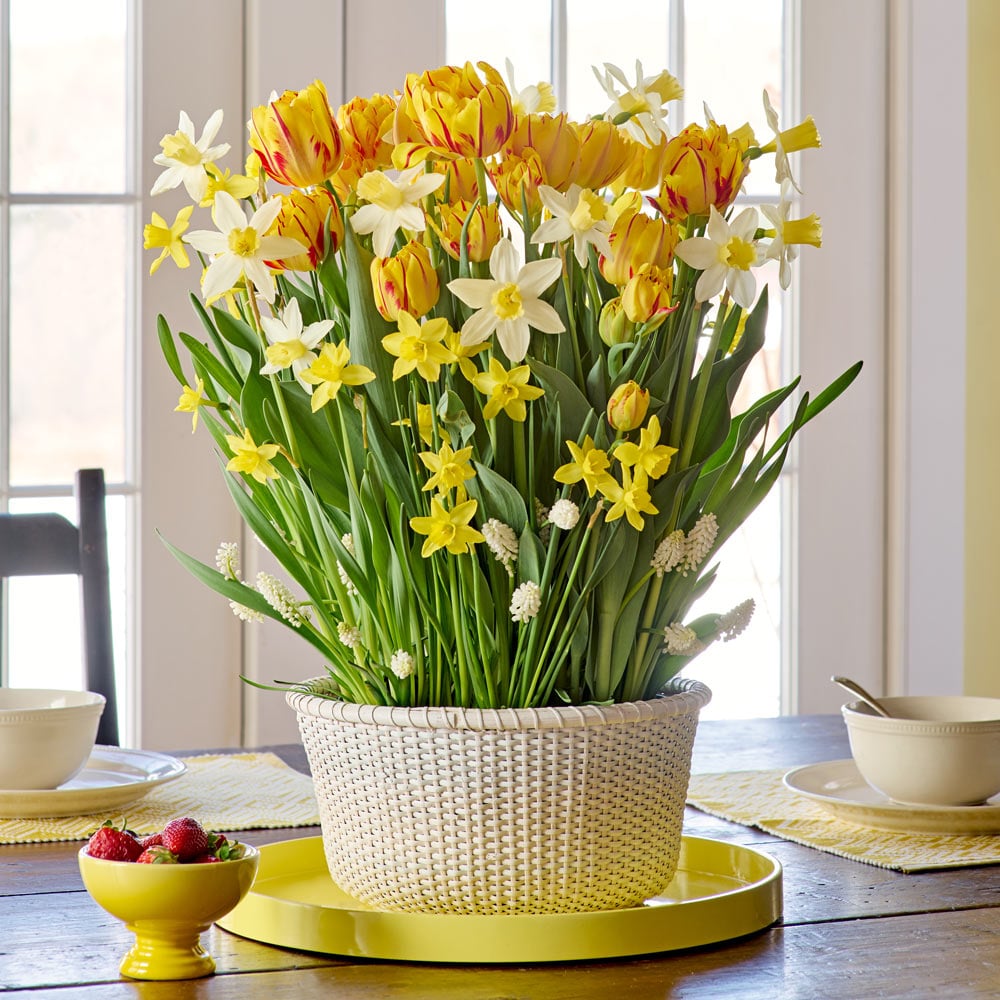  Lemon Twist Bulb Collection In Large White Nantucket Basket