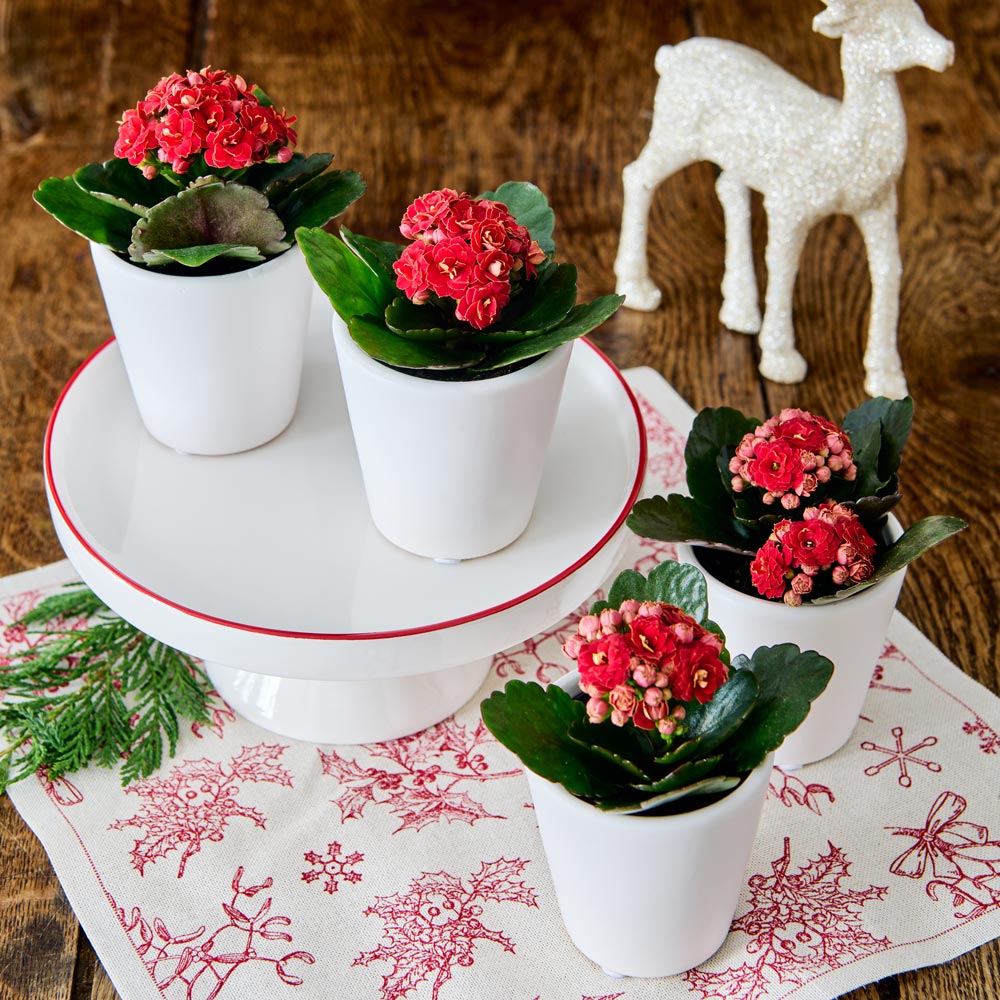  Red Kalanchoe Quartet In White Ceramic Cachepots