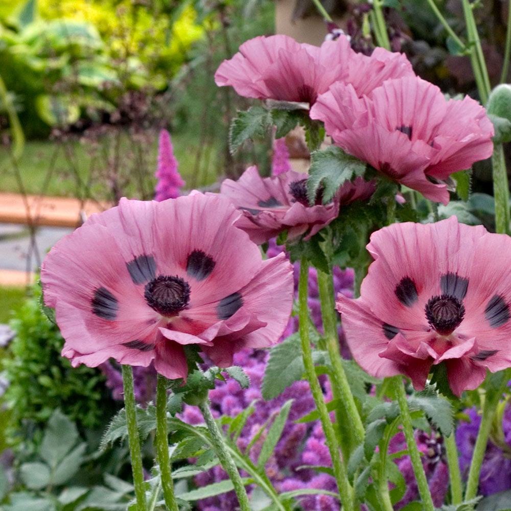  Papaver Orientale 'Little Patty's Plum'