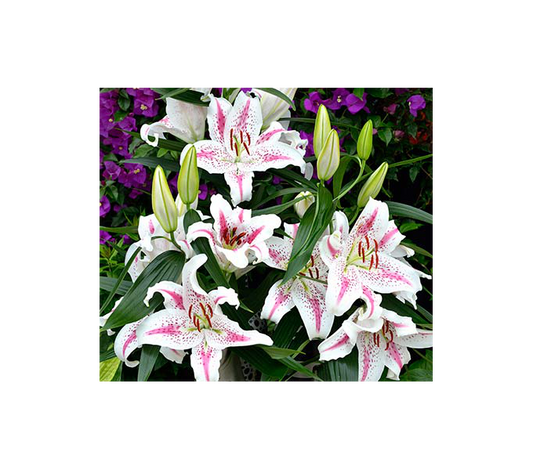  Lilium 'Spectator'