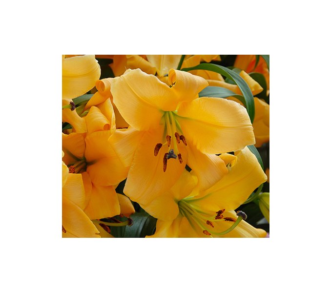  Lilium 'Saltarello'
