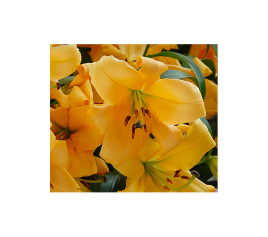  Lilium 'Saltarello'