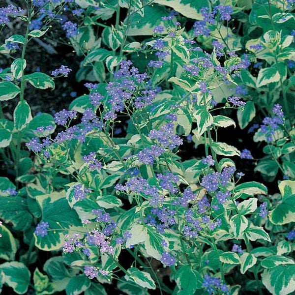  Brunnera Macrophylla 'Variegata'