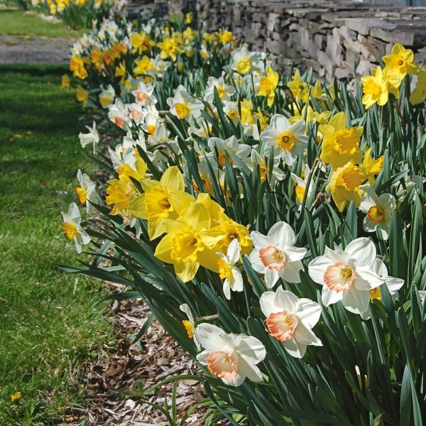  Collaboration For Part Shade For The South - Daffodils & Hosta