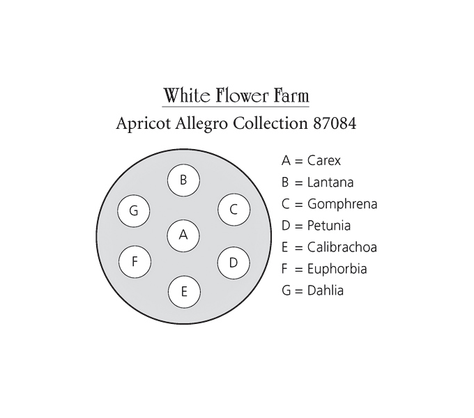  Apricot Allegro Annual Collection