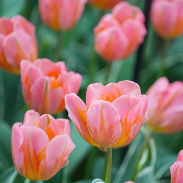  Tulip 'Pretty Princess'
