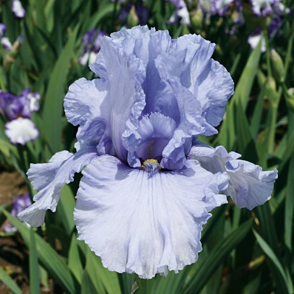  Iris Germanica 'Sea Of Love' - Reblooming