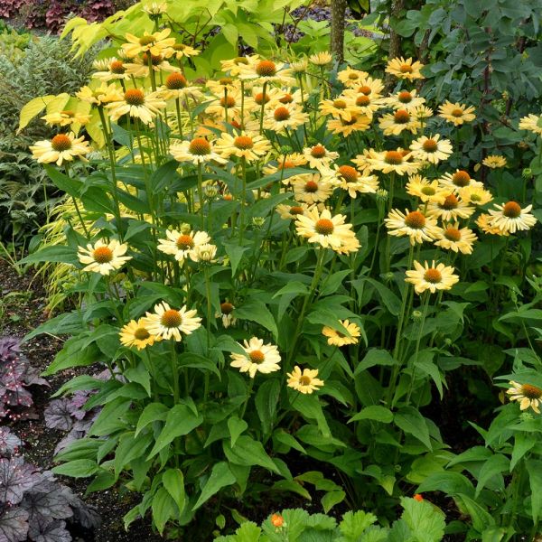  Echinacea Prairie Pillars™ 'Aloha'