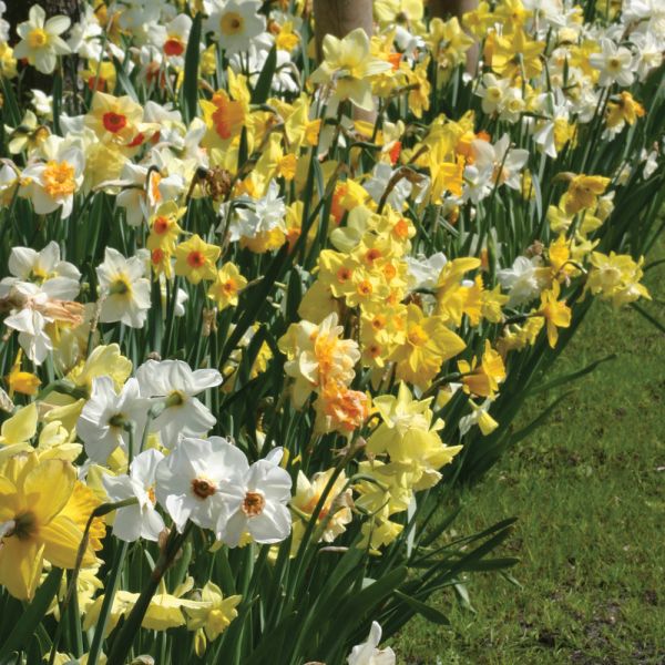  A Golden Legacy Narcissus Mix