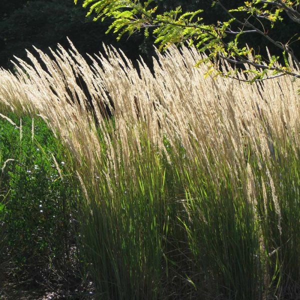  Ornamental Grass: Calamagrostis X Acutiflora 'Karl Foerster'