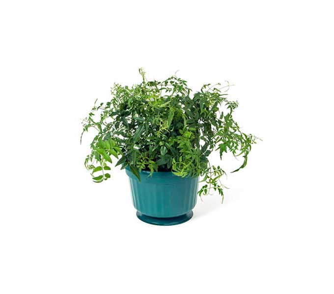  Jasmine In A Hanging Pot