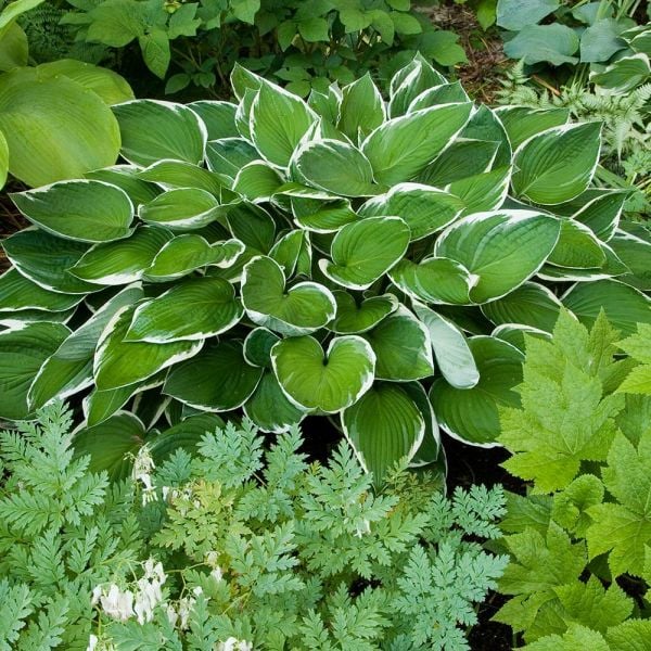  Emerald Isle Hosta Collection