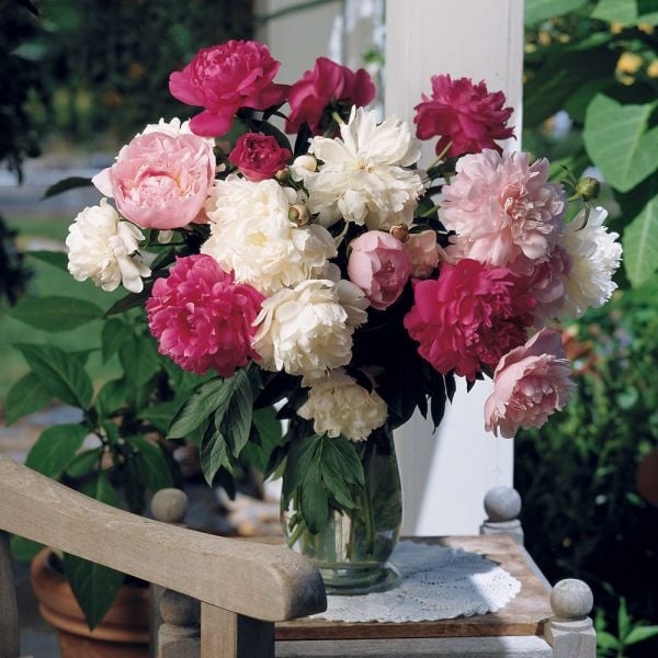  Old-Time Peony Collection