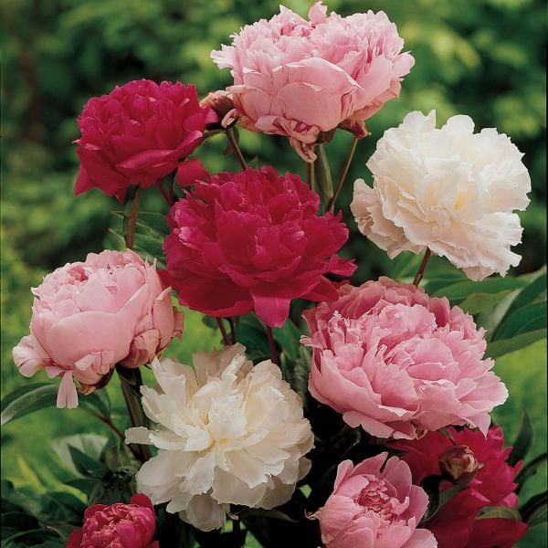  Old-Time Peony Collection