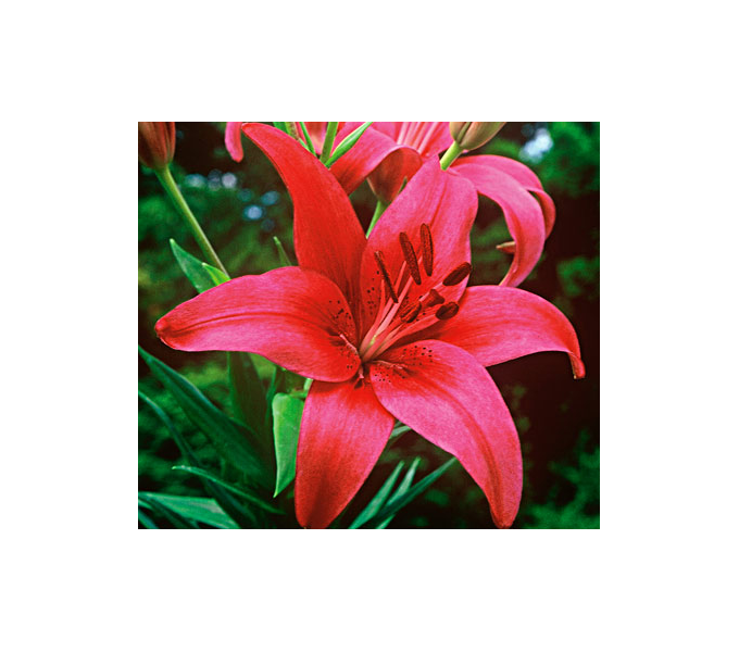  Bold Colors Asiatic Lily Mix