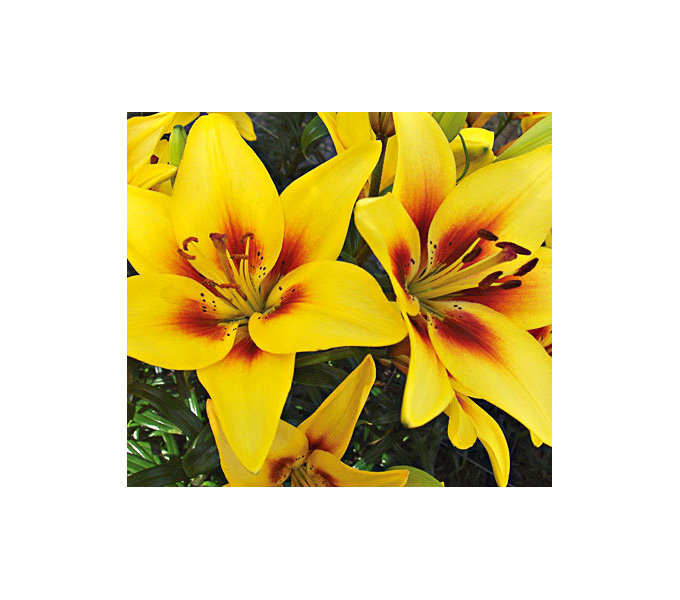  Bold Colors Asiatic Lily Mix