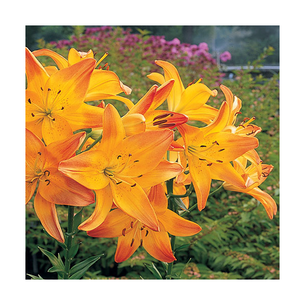  Bold Colors Asiatic Lily Mix