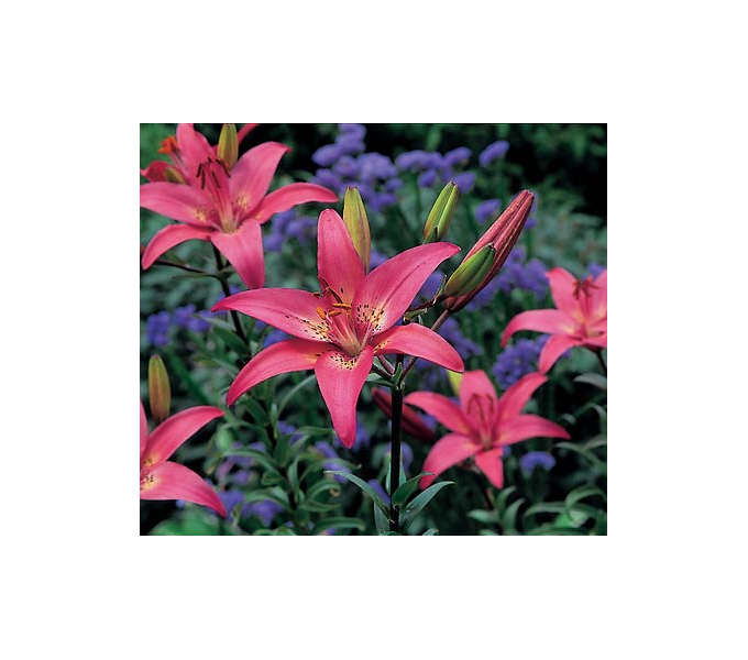  Bold Colors Asiatic Lily Mix