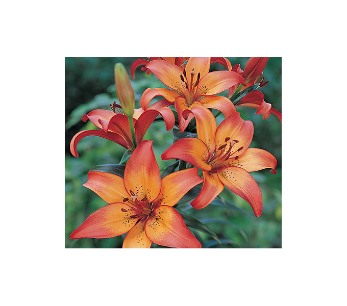  Bold Colors Asiatic Lily Mix