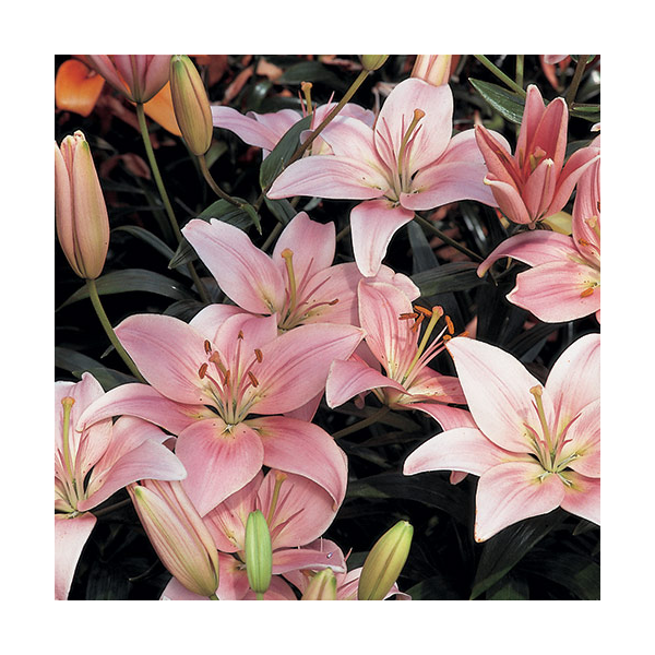  Lilium Pastel Shades Mix For Naturalizing
