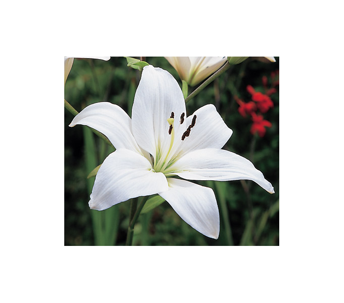  Strawberries & Cream Lilium Mix
