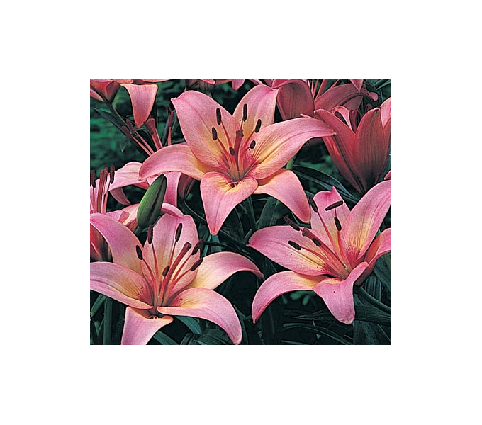  Strawberries & Cream Lilium Mix