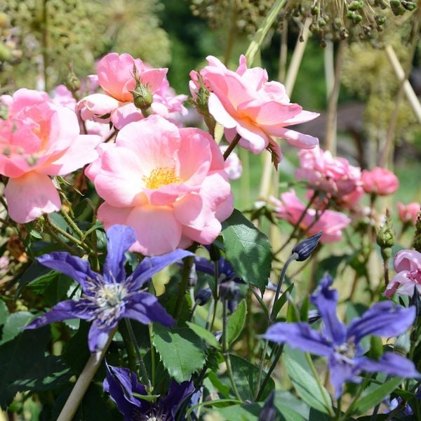  Rose Peachy Knock Out®