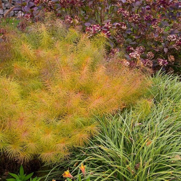  Amsonia Hubrichtii