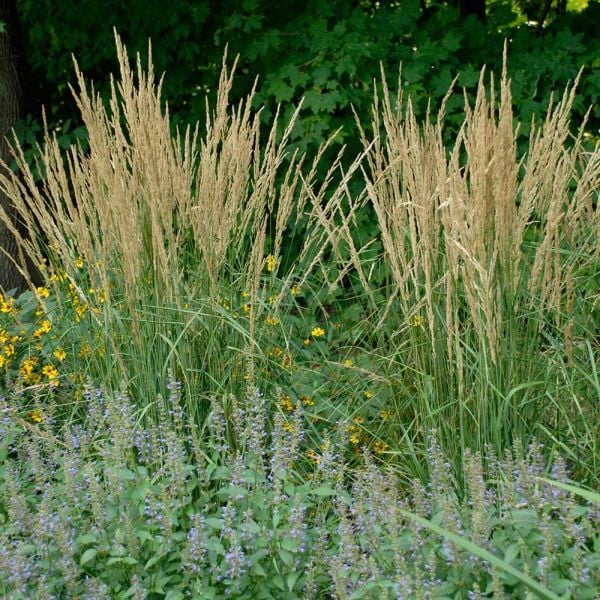  Ornamental Grass: Calamagrostis X Acutiflora 'Karl Foerster'