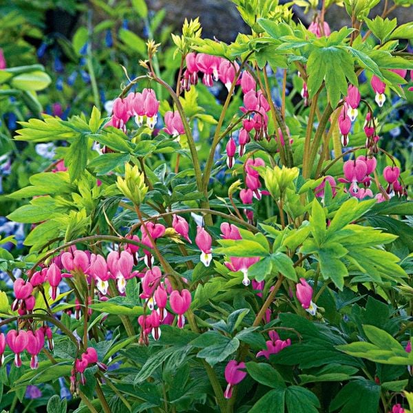  Dicentra Spectabilis