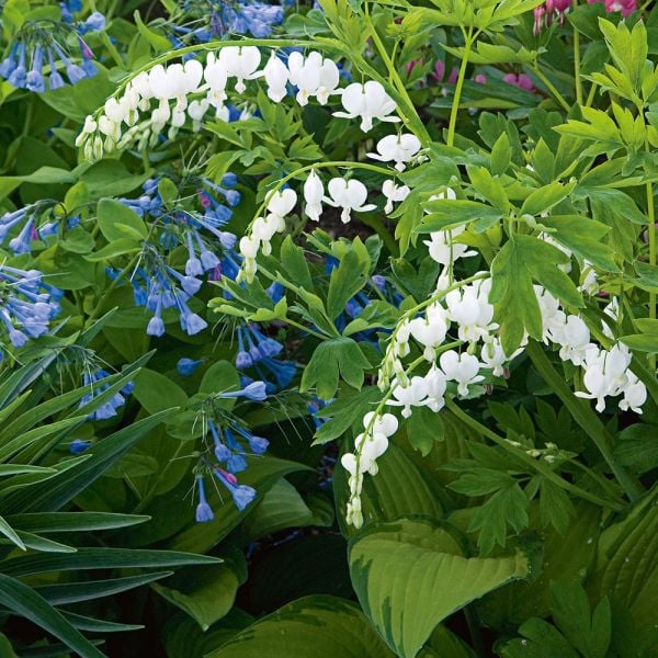  Dicentra Spectabilis 'Alba'
